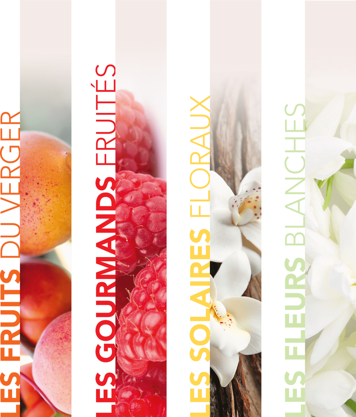 3_Adotp Ingredients